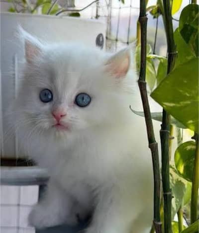 Blue Eye fluffy white Persian kitten