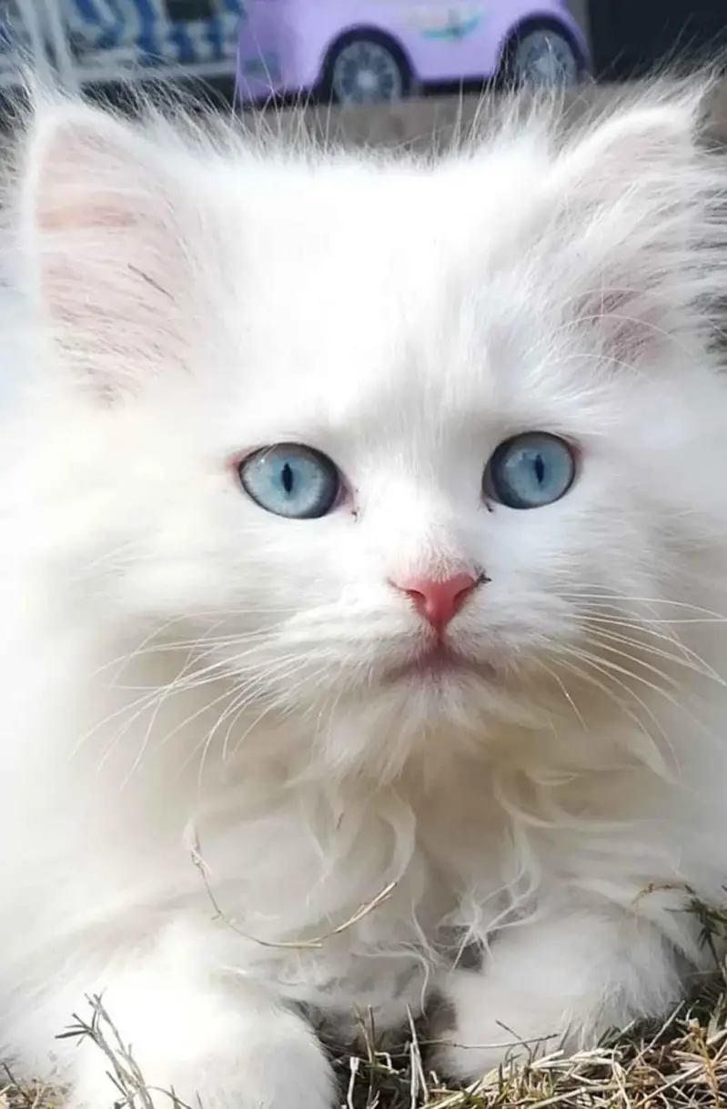 Blue Eye fluffy white Persian kitten — photo 2