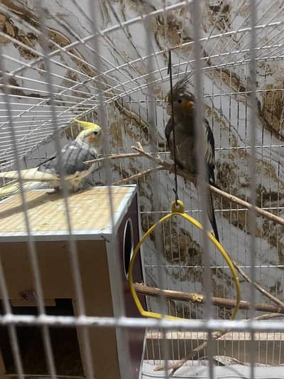 Cockateil Breeder pair