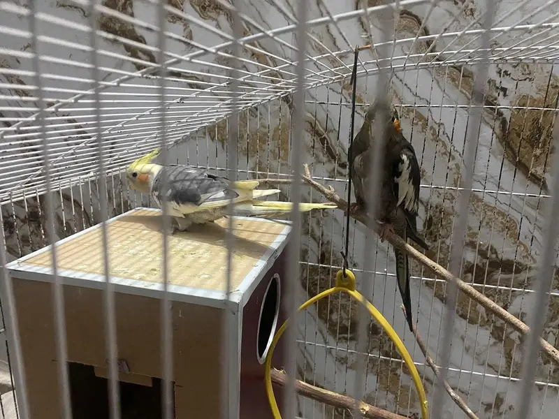 Cockateil Breeder pair — photo 2