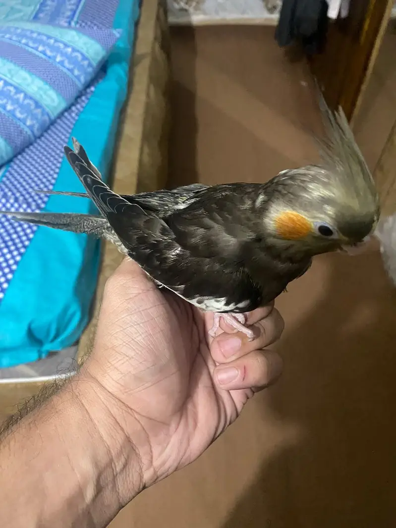 Cockateil Breeder pair — photo 3