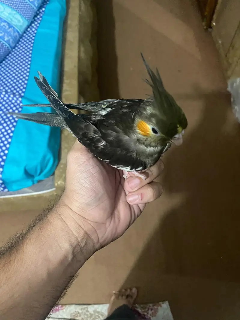 Cockateil Breeder pair — photo 4
