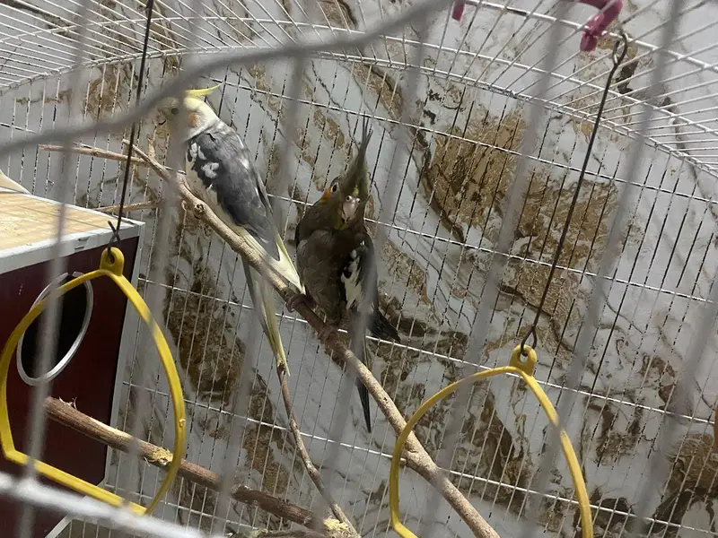 Cockateil Breeder pair — photo 5