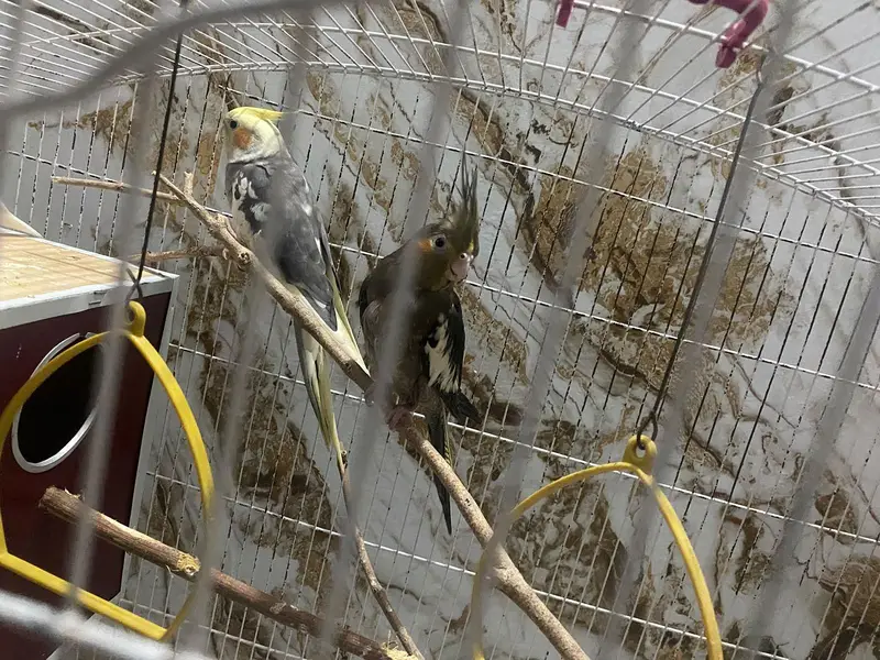 Cockateil Breeder pair — photo 6