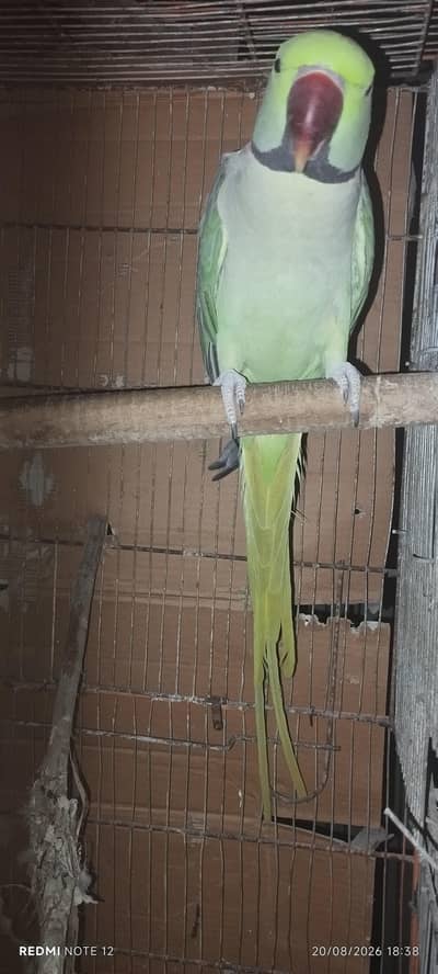 raw male for sale