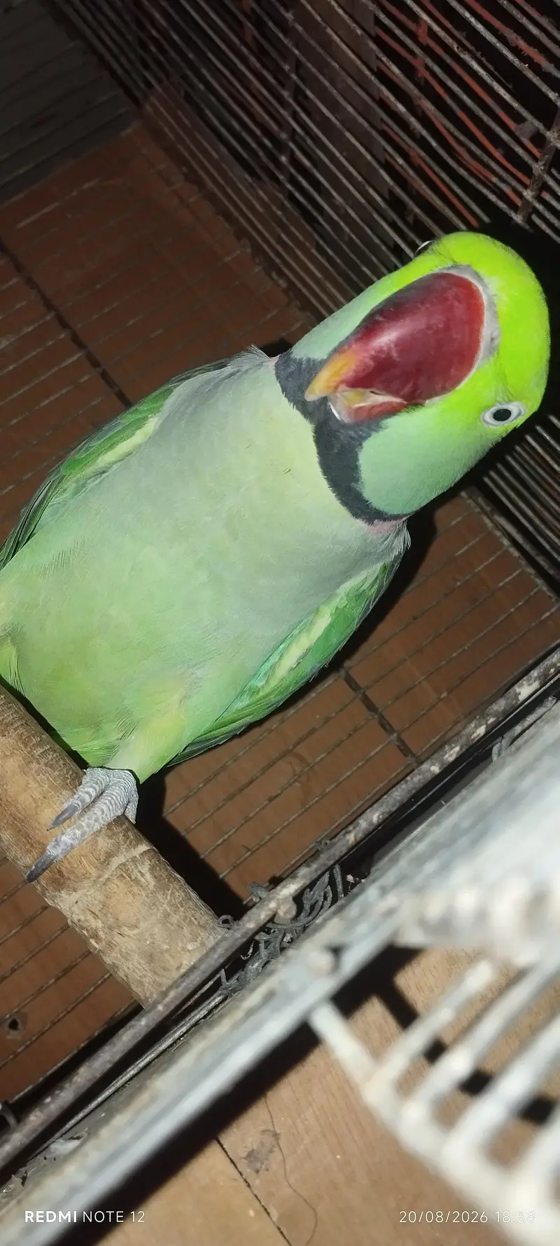 raw Kashmiri male for sale — photo 2