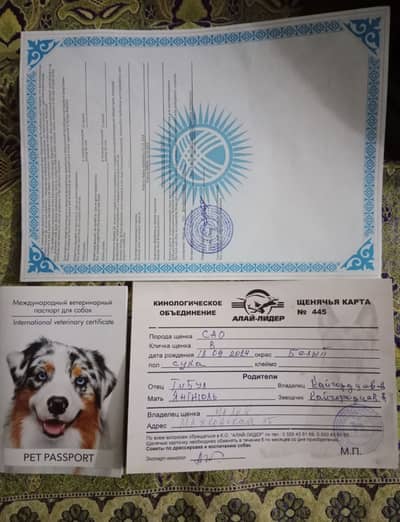 Healthy and active  very playful age 1.5 month pedigree puppies