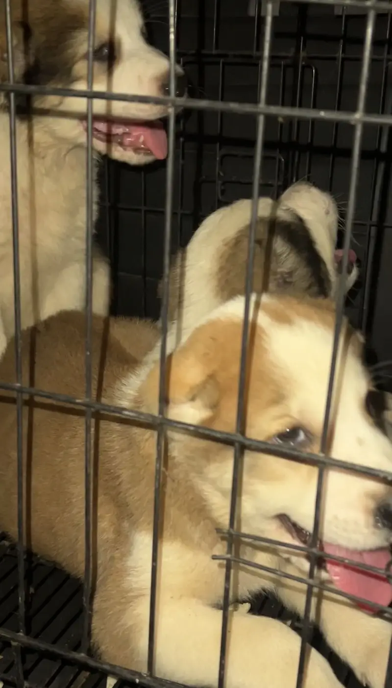 Healthy and active  very playful age 1.5 month pedigree puppies — photo 4