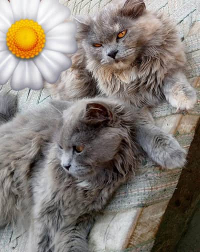 pershin cats sale