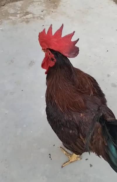 RIR Murga