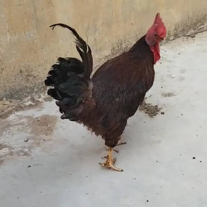 RIR Murga 1