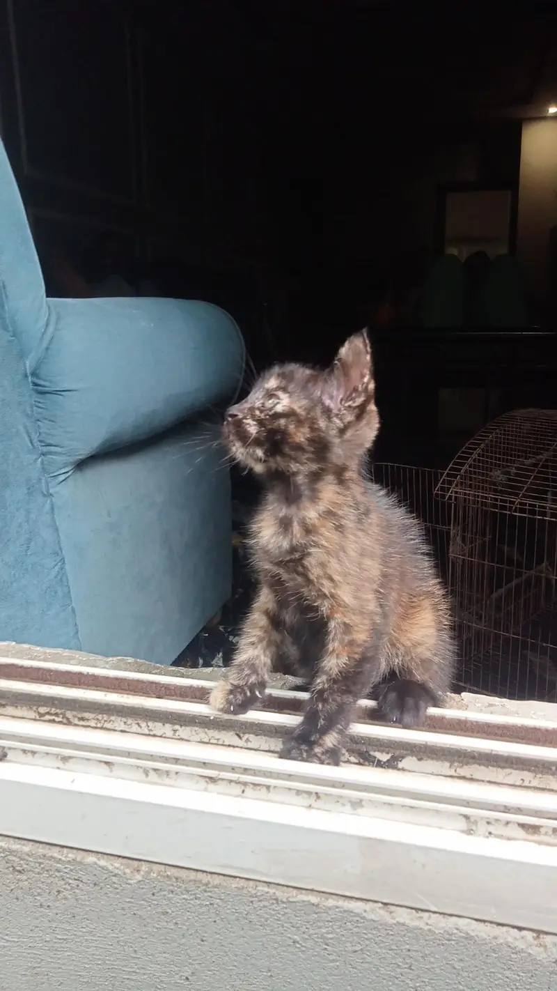 double coat Persian kittens — photo 5