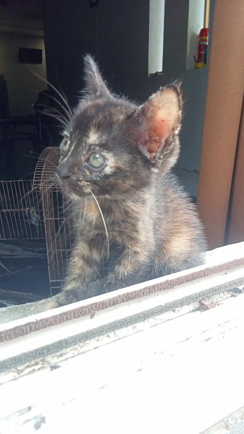 double coat Persian kittens — photo 6