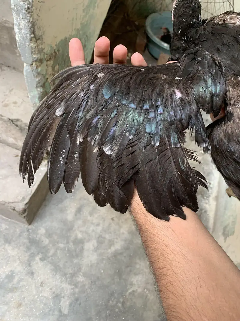 Aseel pair Thai bermi — photo 6