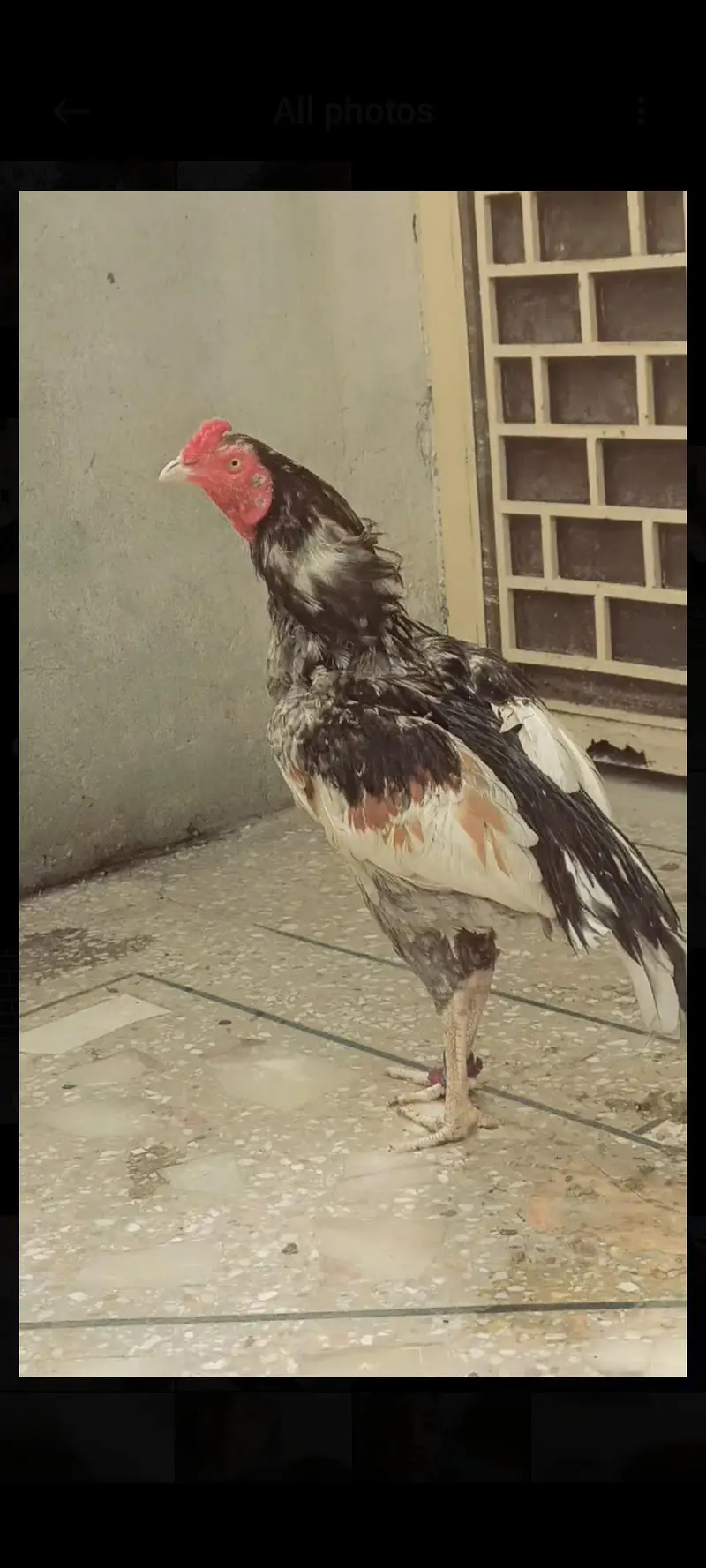 aseel — photo 5