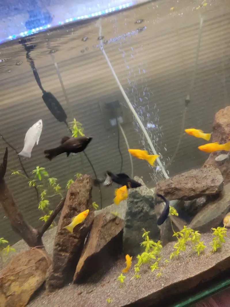 Big size Mollies