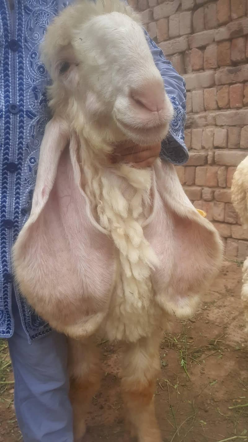 female kajla 0