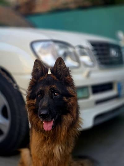pure german shepherd long coat black and tan colour