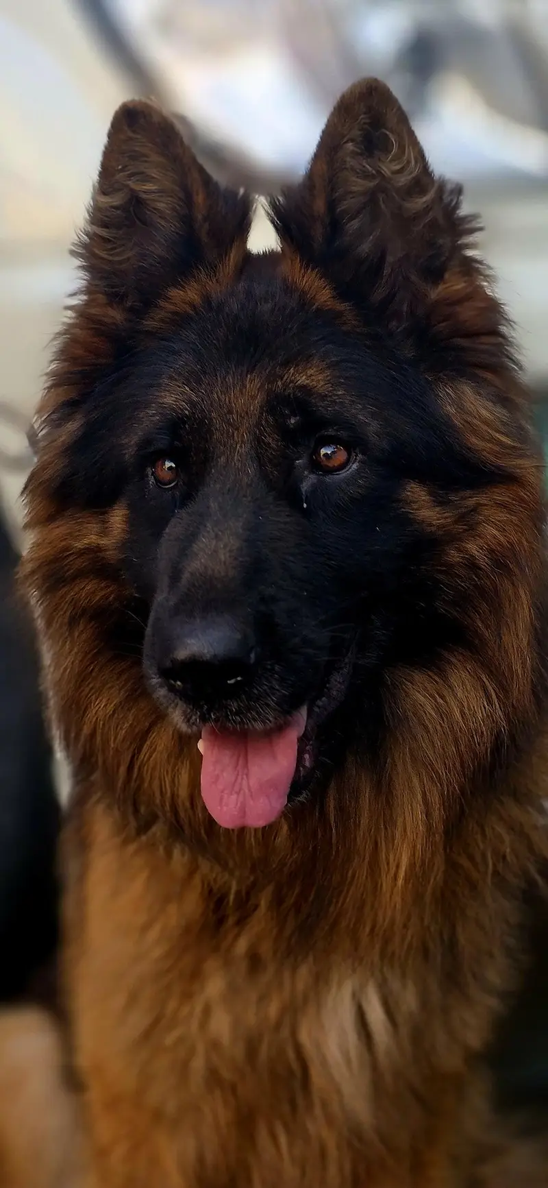 pure german shepherd long coat black and tan colour — photo 2