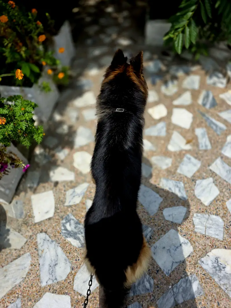 pure german shepherd long coat black and tan colour — photo 3