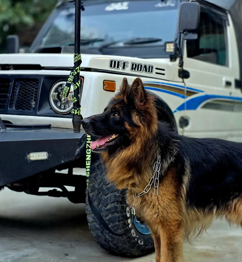 pure german shepherd long coat black and tan colour — photo 4