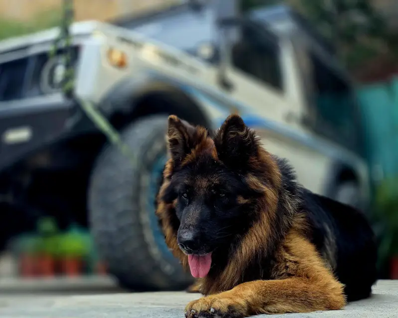 pure german shepherd long coat black and tan colour — photo 6