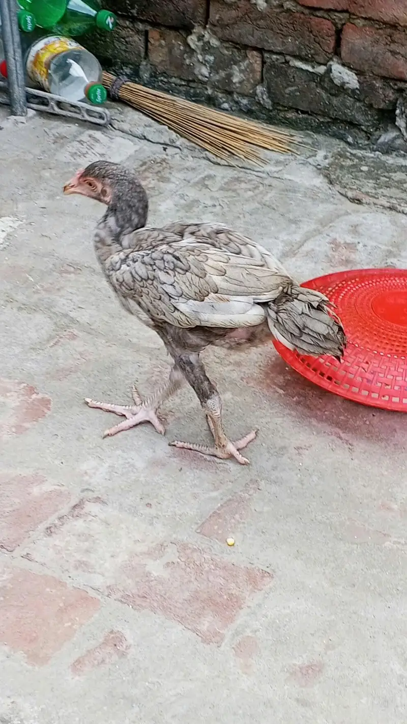Aseel Thai burmi sleta03014011627 — photo 6