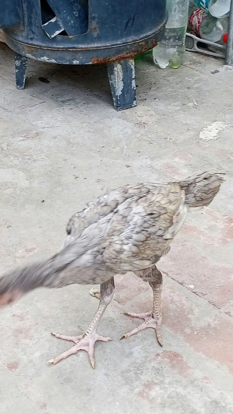 Aseel Thai burmi sleta03014011627 — photo 7
