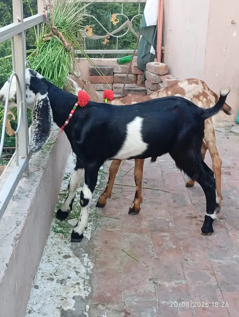 Mashallah beautiful desi male/female pair age 4 months — photo 3