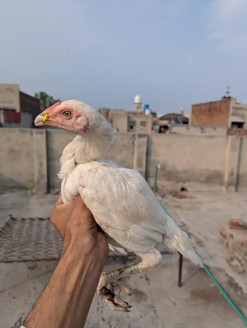 heera blood line — photo 2