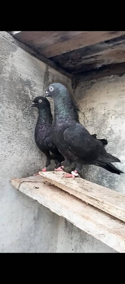 for sale Whatsapp 03125000521