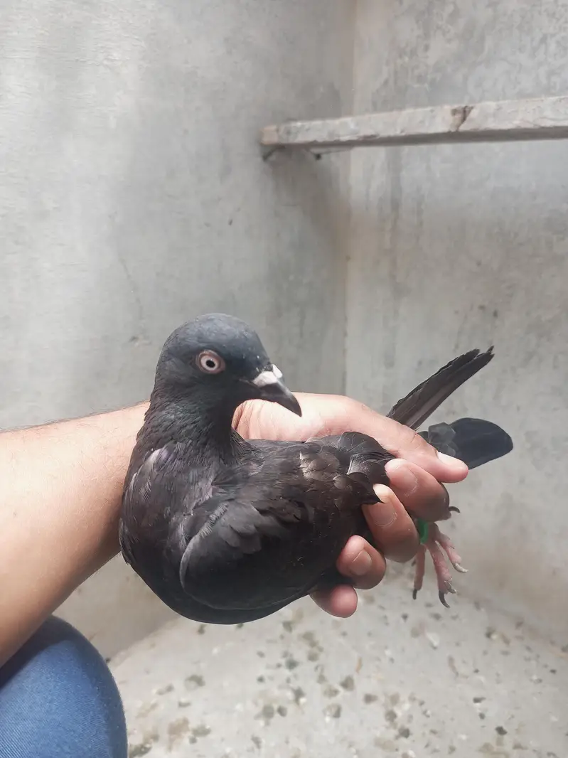 for sale Whatsapp 03125000521 — photo 3