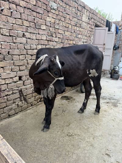 2 calves , fresian cross