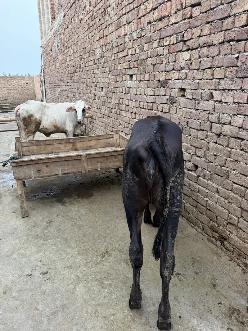 2 calves , fresian cross — photo 2