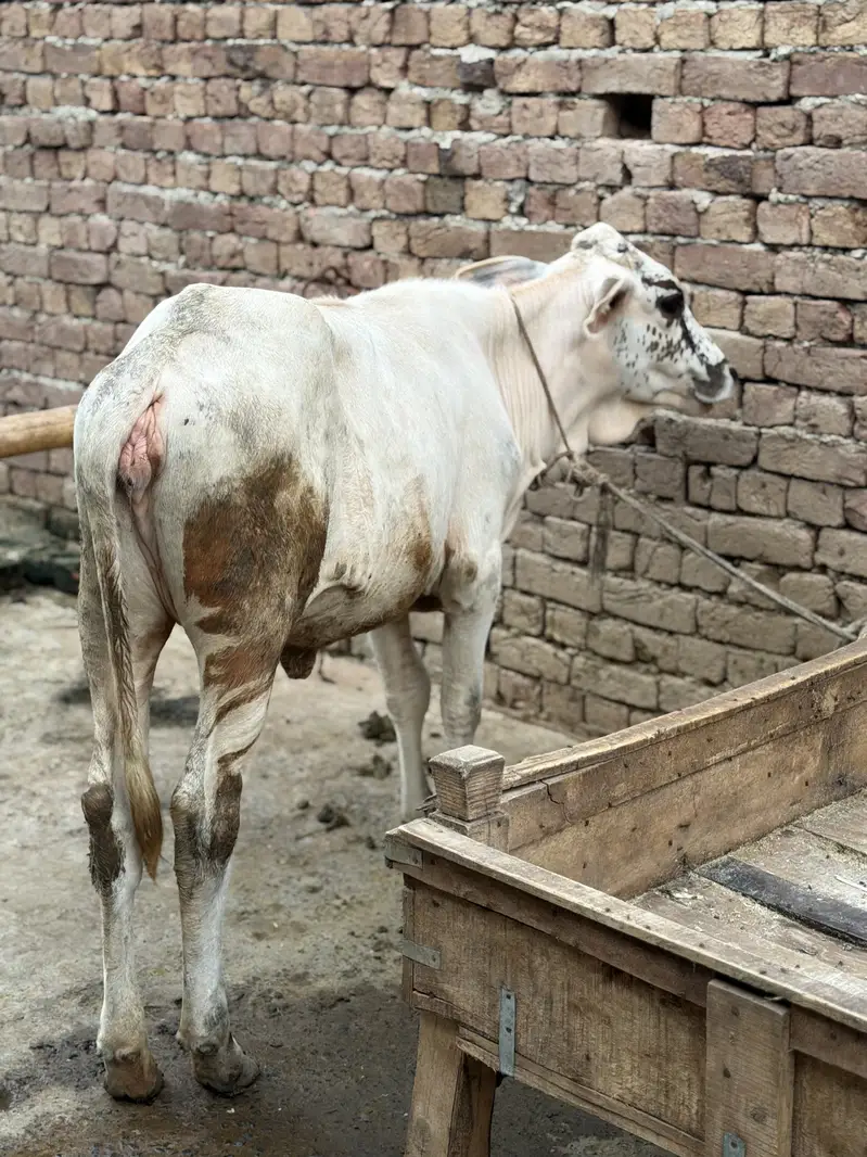 2 calves , fresian cross — photo 3