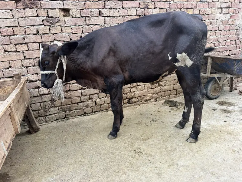 2 calves , fresian cross — photo 4