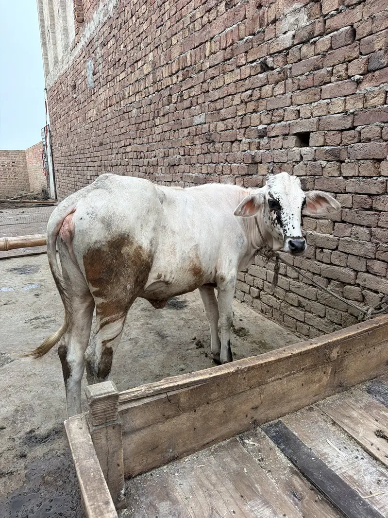 2 calves , fresian cross — photo 5