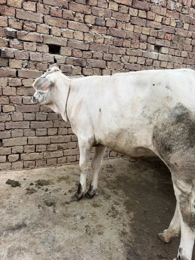 2 calves , fresian cross — photo 6