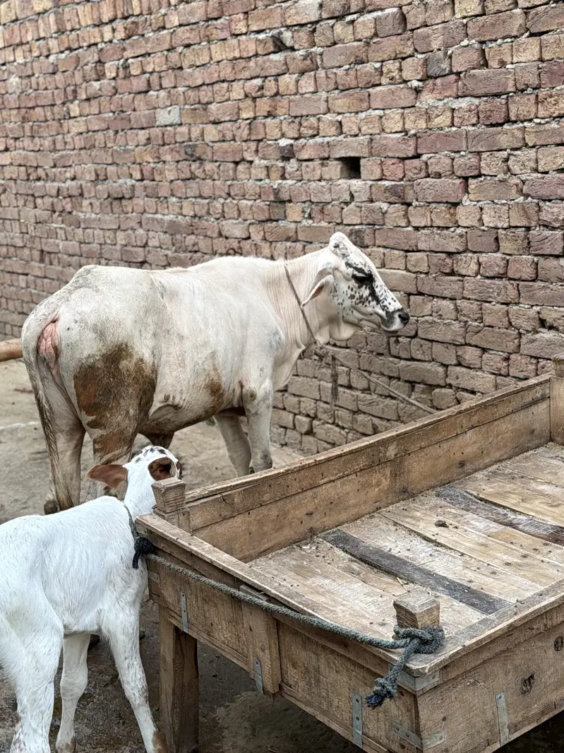 2 calves , fresian cross — photo 8