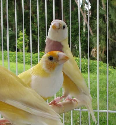 Yellow Gouldian Females spilt blue