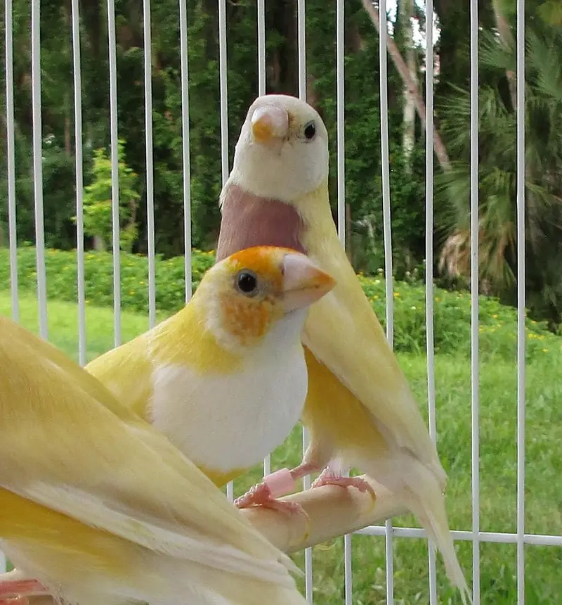 Yellow Gouldian Females spilt blue