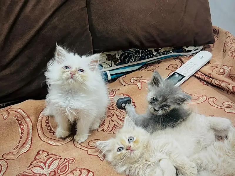 Perisan kittens for sale — photo 3
