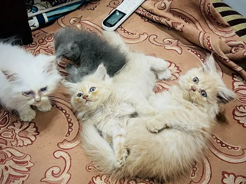 Perisan kittens for sale — photo 4