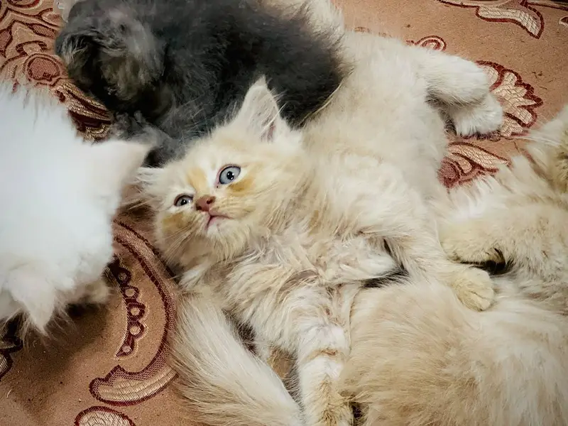 Perisan kittens for sale — photo 5