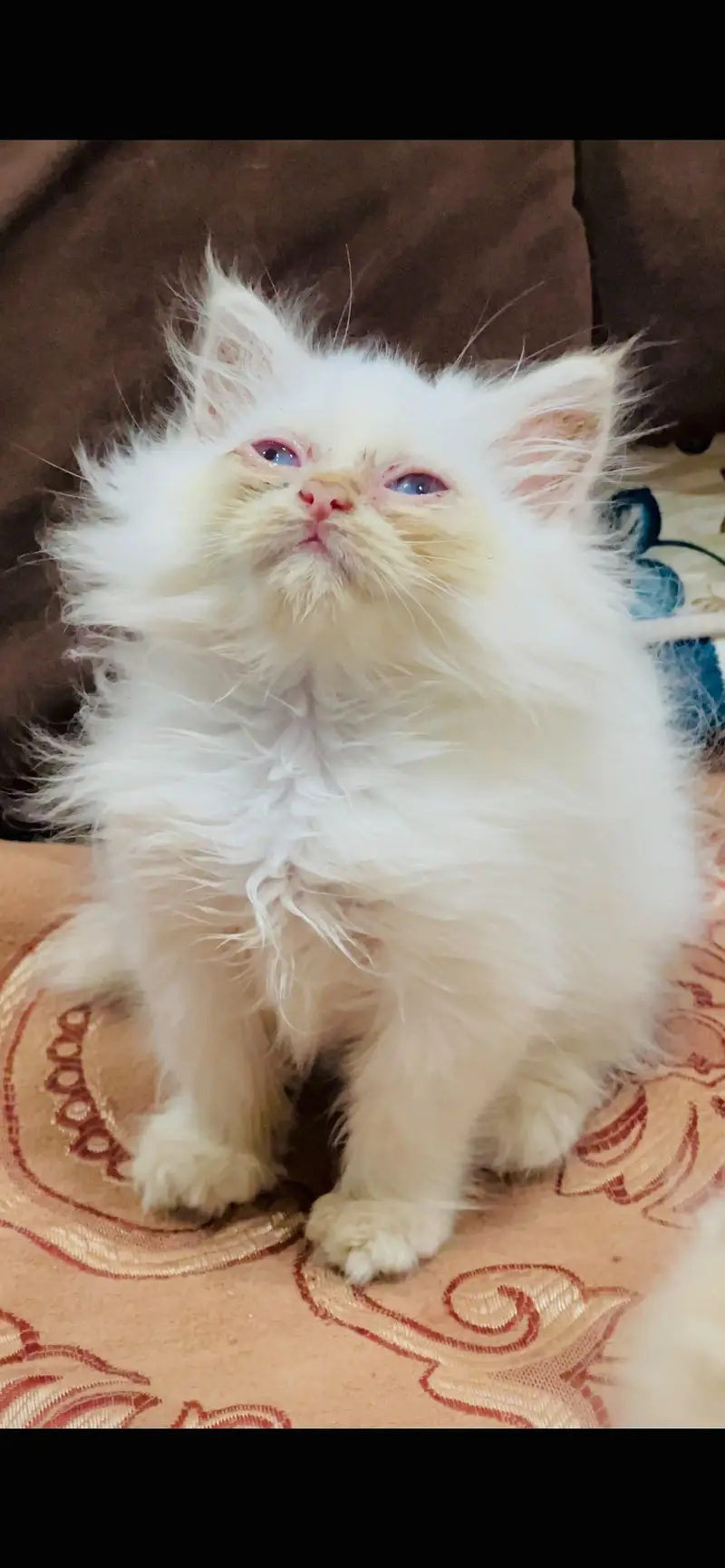 Perisan kittens for sale — photo 6