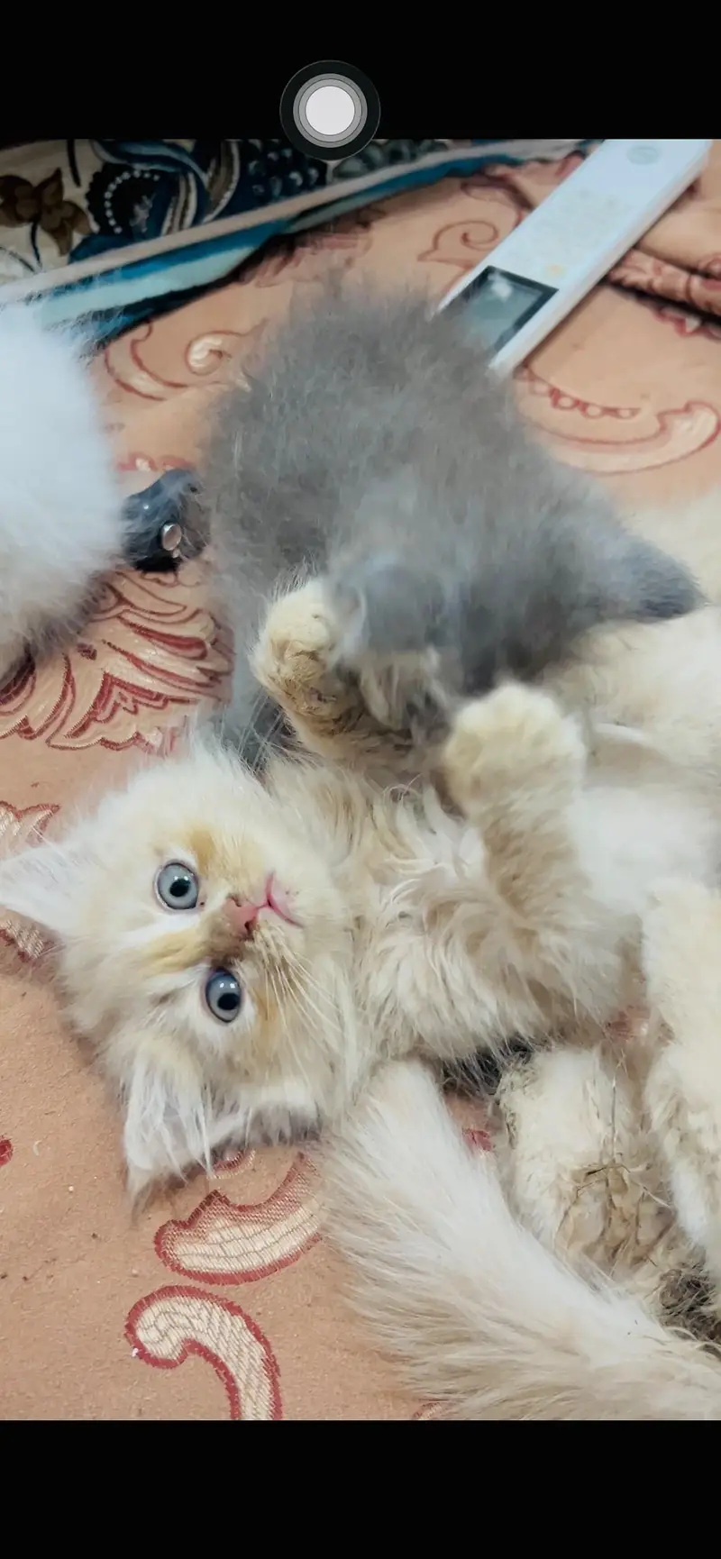Perisan kittens for sale — photo 7