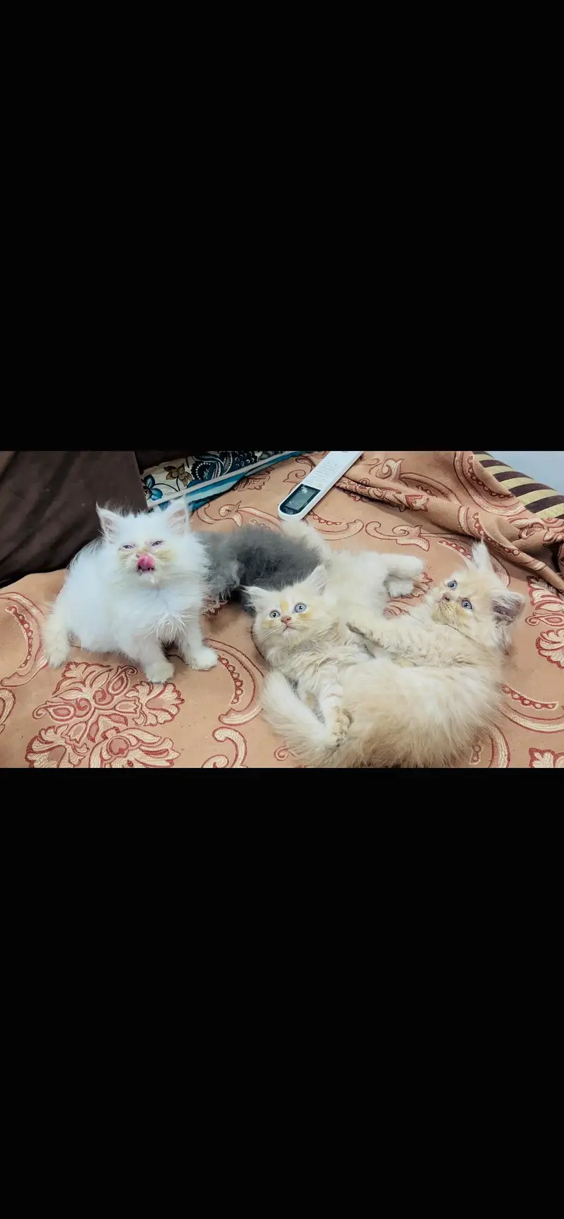 Perisan kittens for sale — photo 8