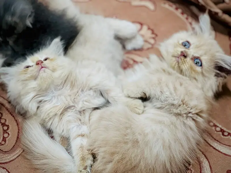 Perisan kittens for sale — photo 9