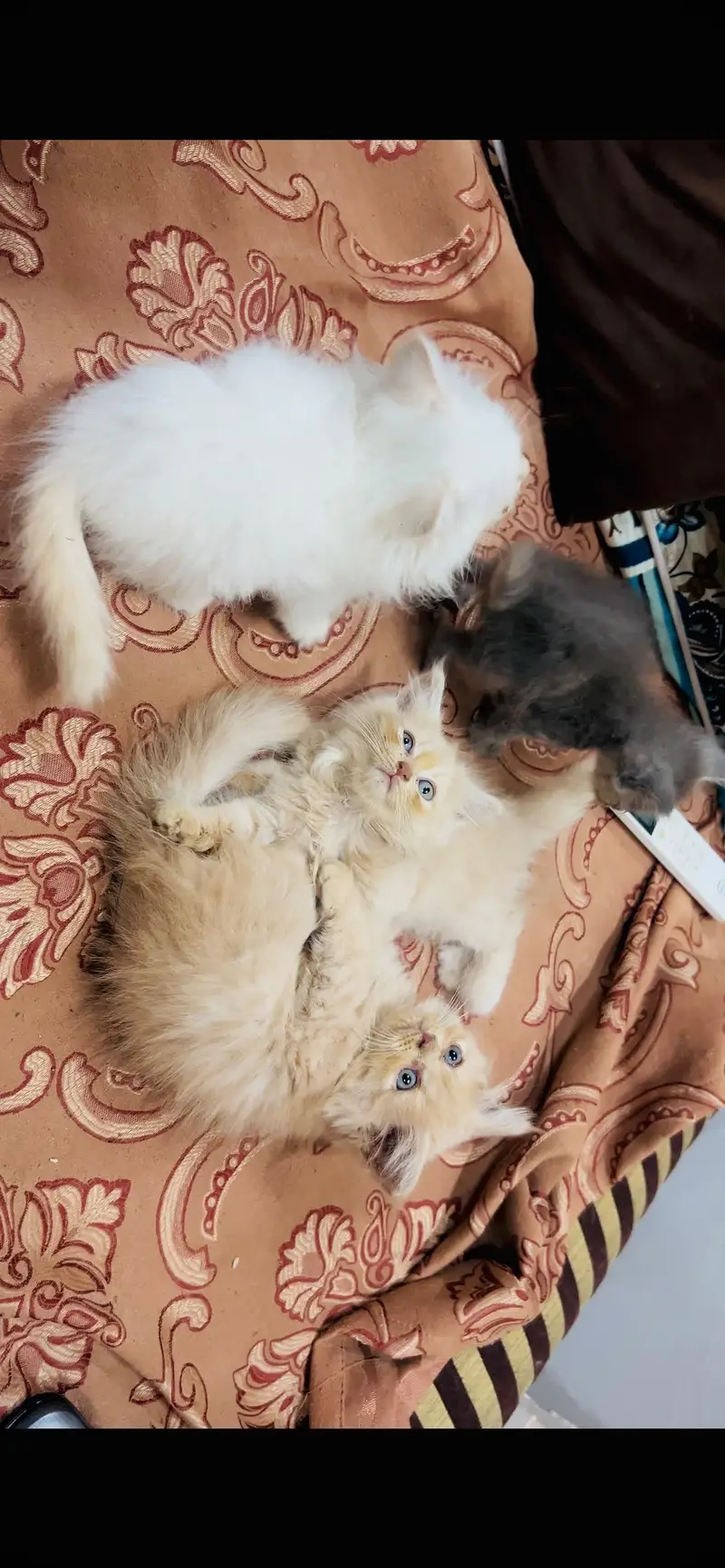 Perisan kittens for sale — photo 10