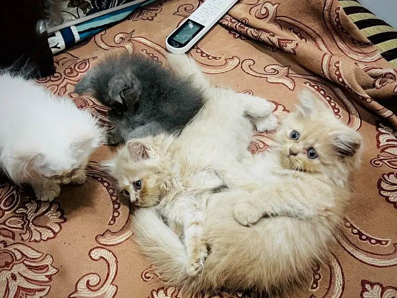 Perisan kittens for sale — photo 12
